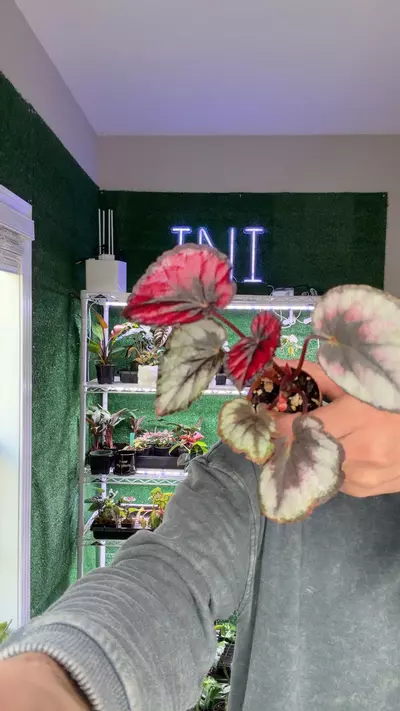 plant/Red kiss begonia-0-thumbnail