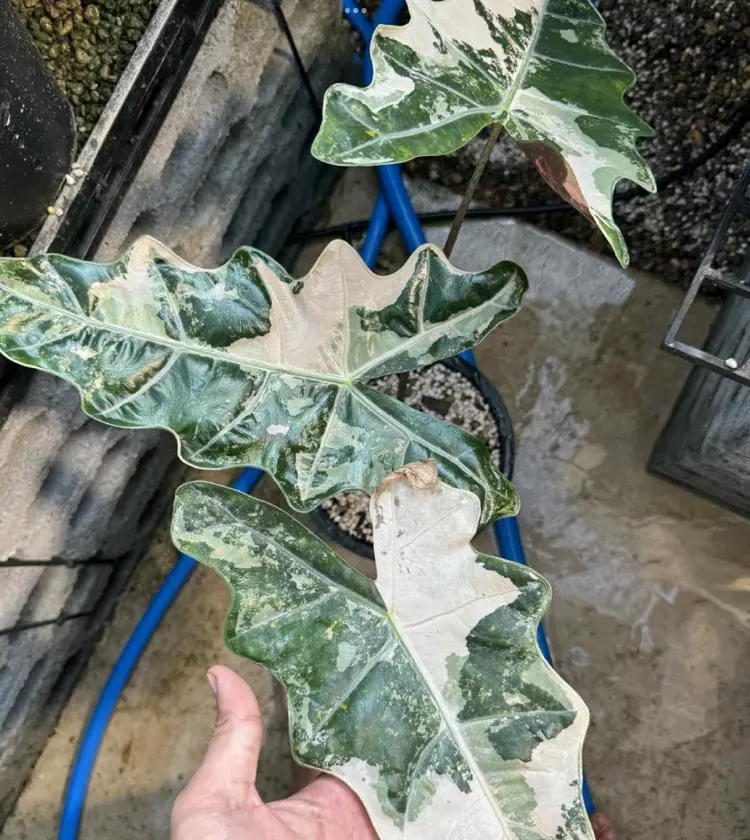 plant/pseudo pink corm-0