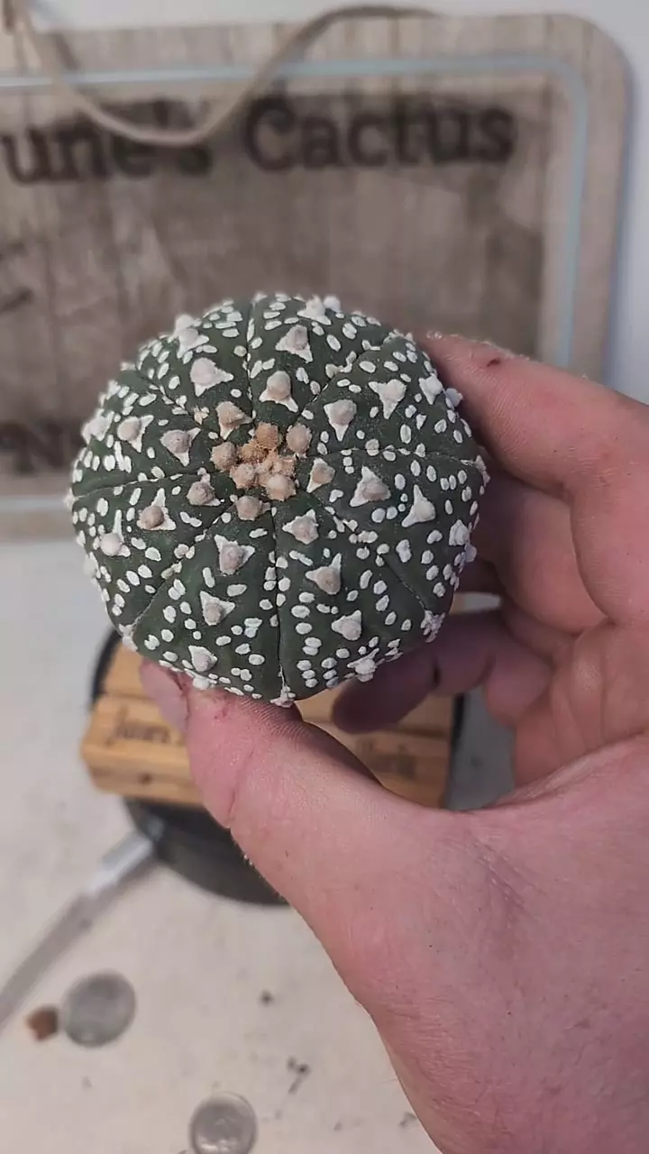 plant/j160 super v 2.75" wide plant-0