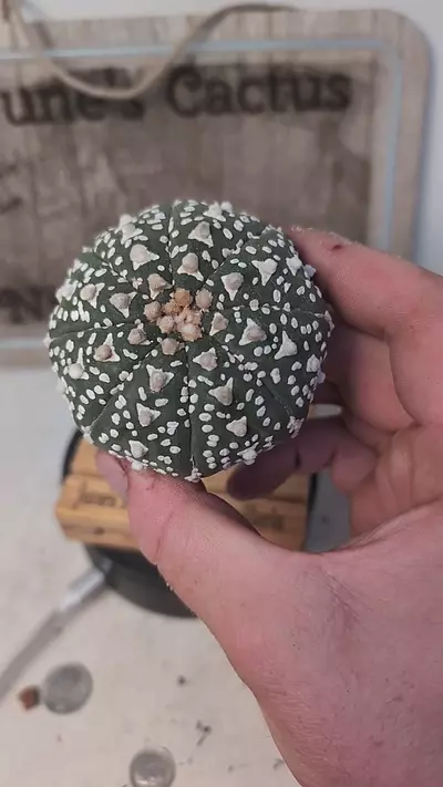 plant/j160 super v 2.75" wide plant-0-thumbnail