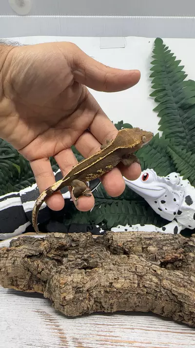 plant/326bR7-0-thumbnail