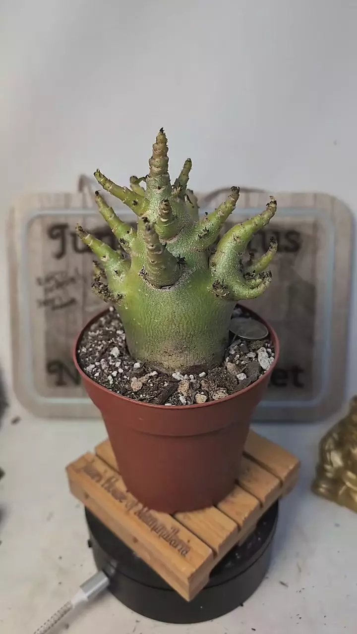 plant/j142 Adenium arabicum 4" pot-0