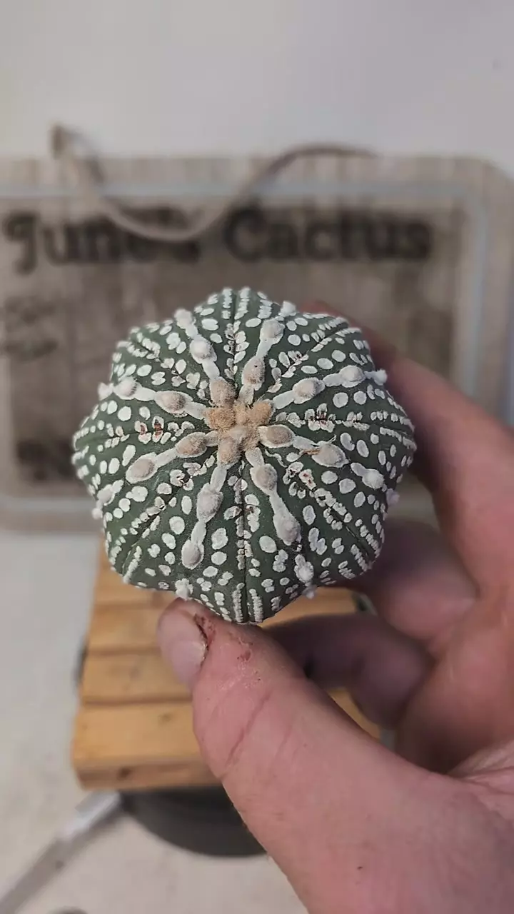 plant/j154 super line type, 2.5" wide plant, roots trimmed-0