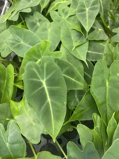 plant/Alocasia Frydek-0-thumbnail