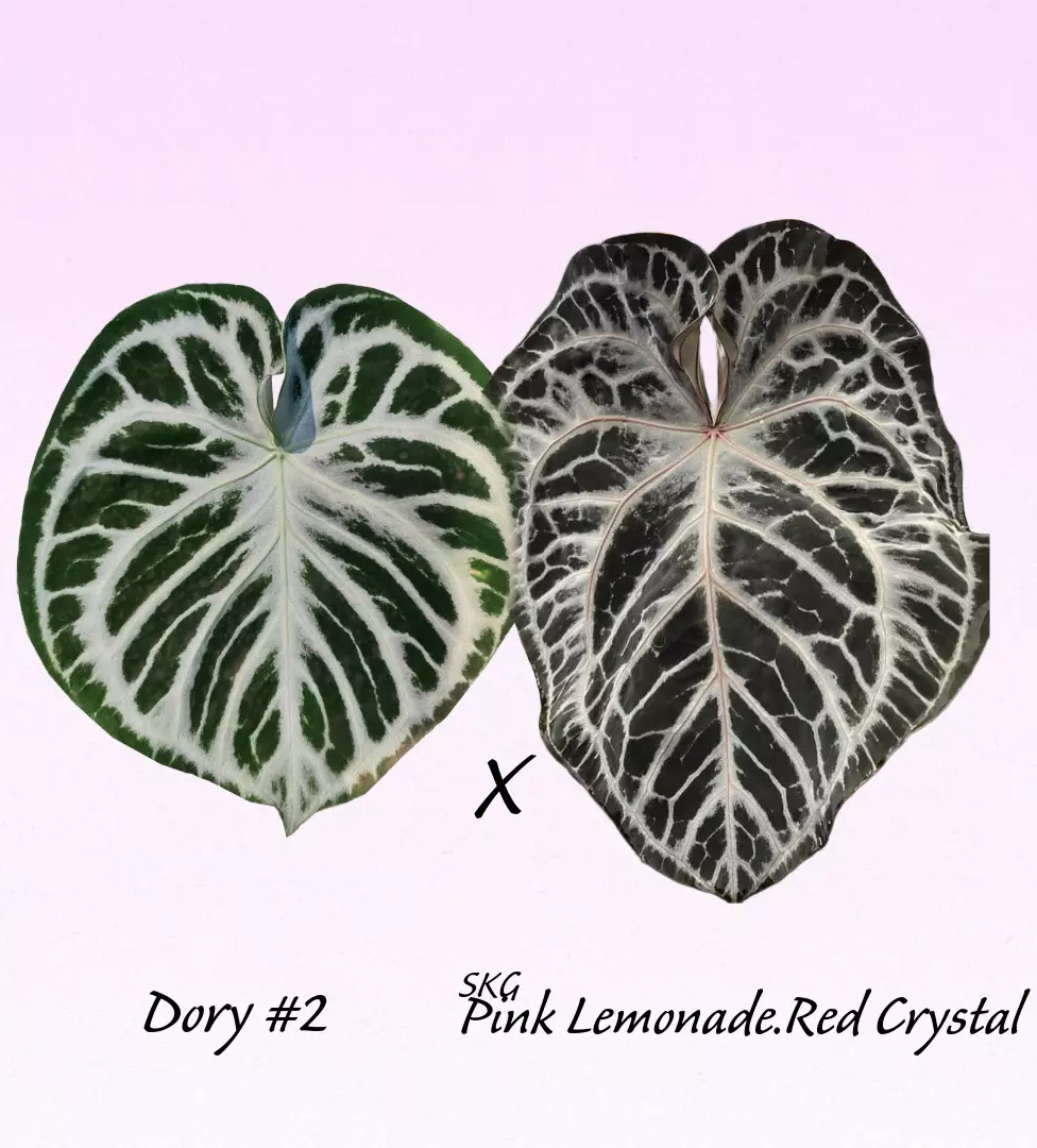 plant/🩷PINK BUNDLE🩷-0