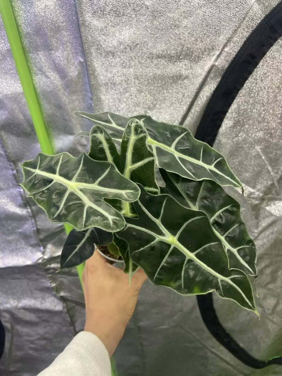plant/Alocasia Poly-0