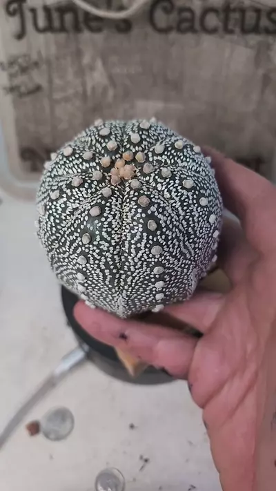 plant/j157 big Astro asterias 3.25"+ roots trimmed-0-thumbnail