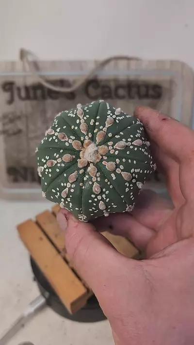 plant/j153 Astrophytum hanaizumi, 2.75" wide plant, roots trimmed-0-thumbnail