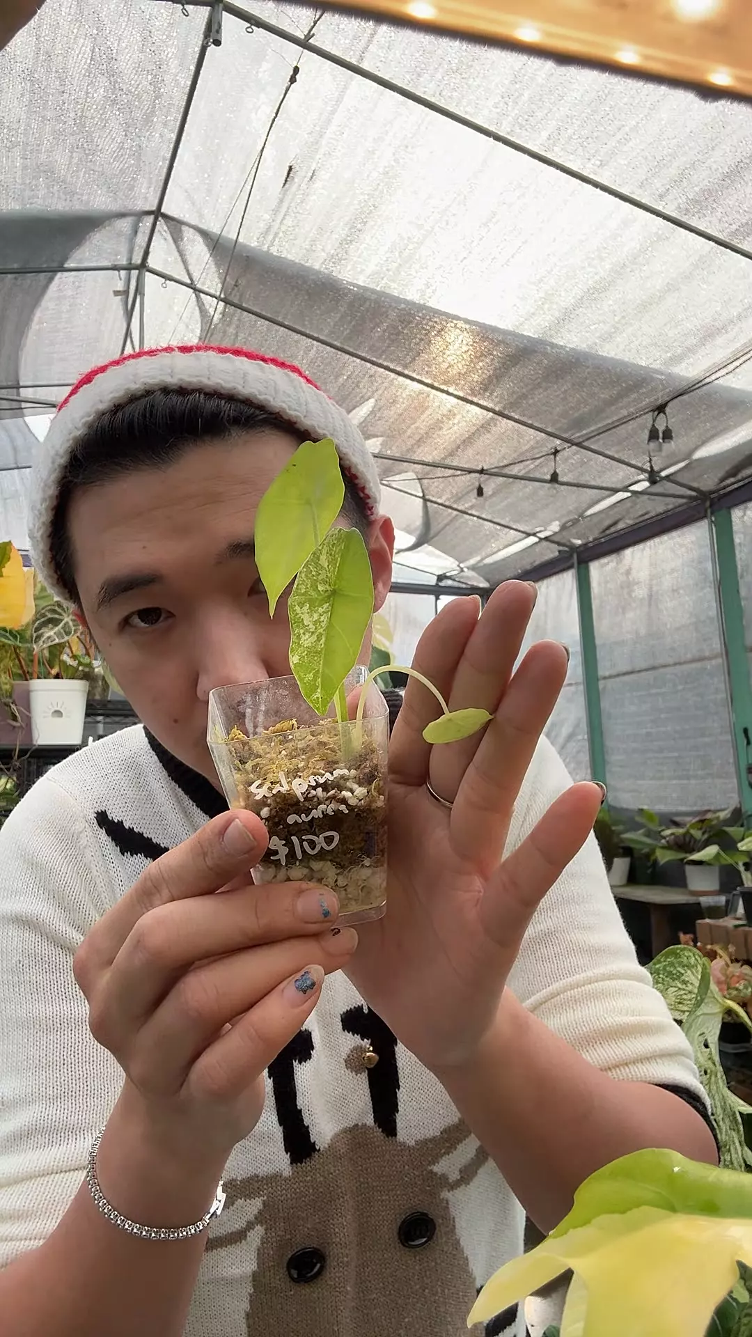 plant/Scalprum Aurea 5957-0