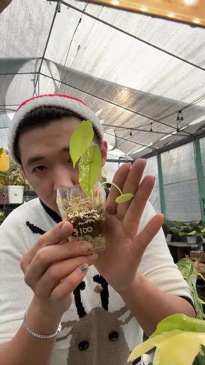 plant/Scalprum Aurea 5957-0-thumbnail