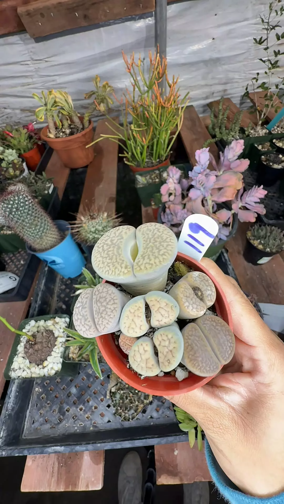 plant/lithops-0
