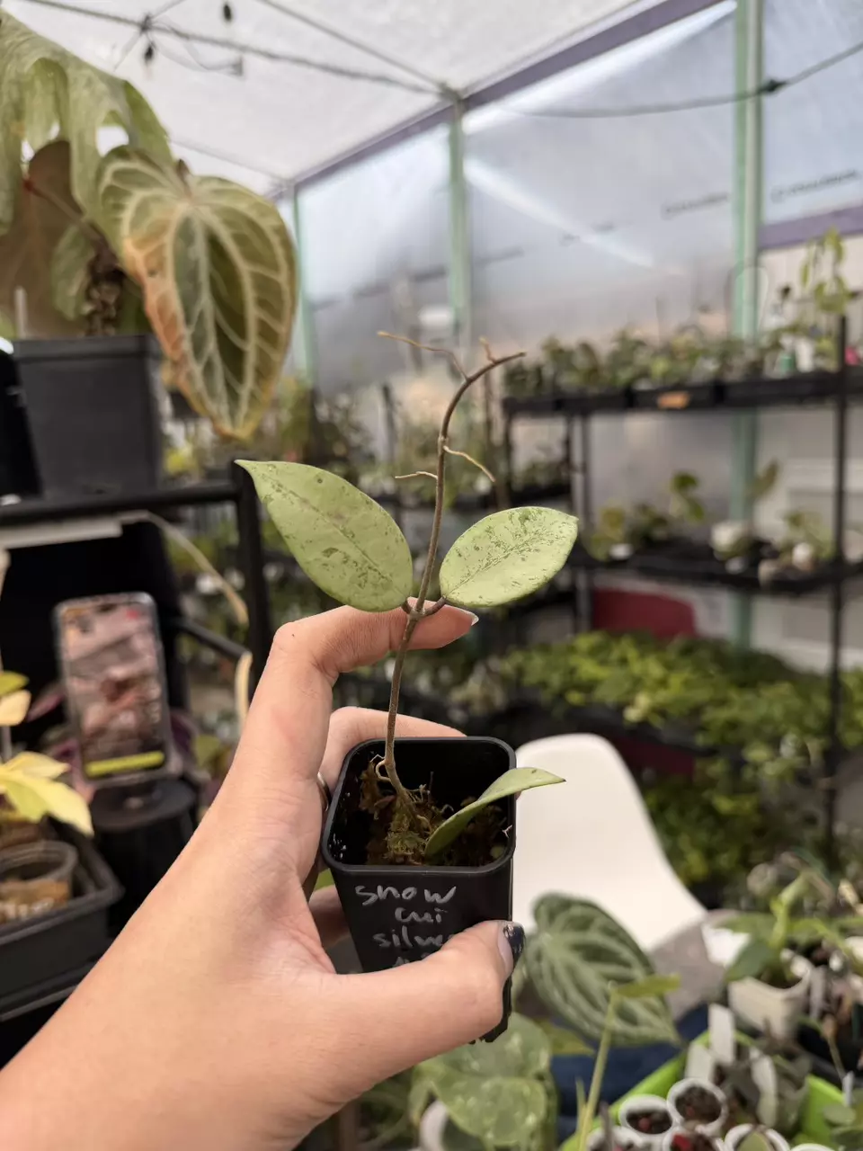 plant/snow cui silver 5964-0