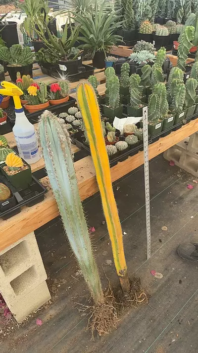 plant/variegated fence post | mid cuts-0-thumbnail