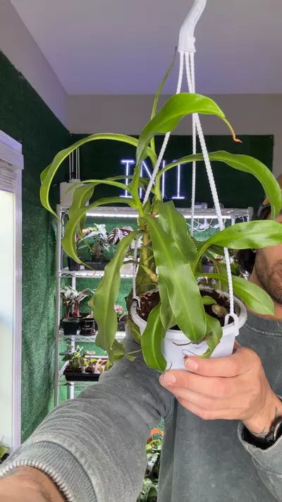 plant/( Alata )carnivorous pitcher plant-0-thumbnail