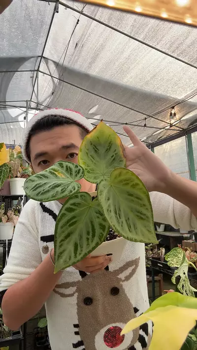 plant/anth. Huzzah Full Silver 5963-0-thumbnail