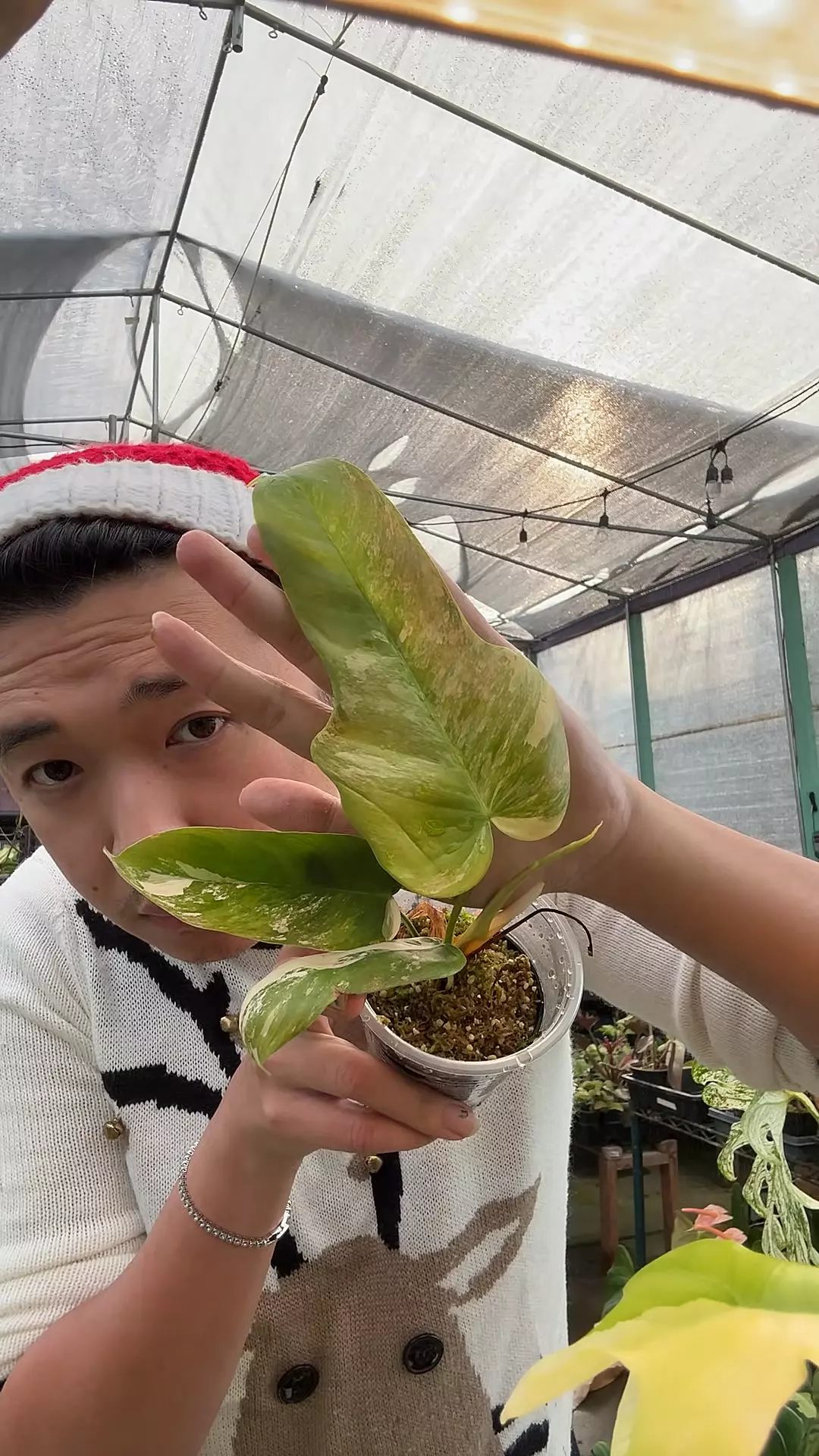 plant/Florida Beauty x Pat. 5962-0