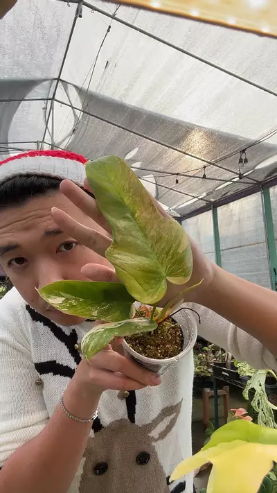 plant/Florida Beauty x Pat. 5962-0-thumbnail