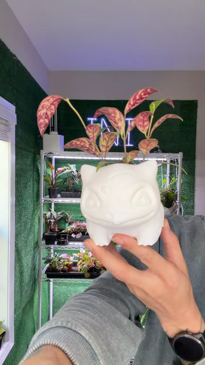 plant/2 inch pot Bulbasaur-0