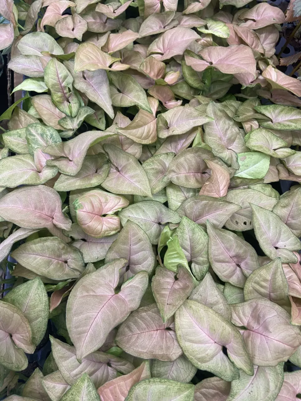 plant/Pink Syngonium-0