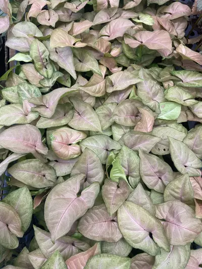 plant/Pink Syngonium-0-thumbnail