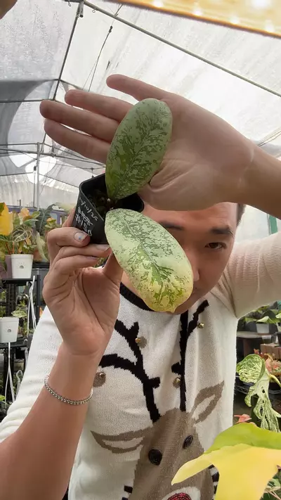 plant/8139 Hoya Loralei-0-thumbnail