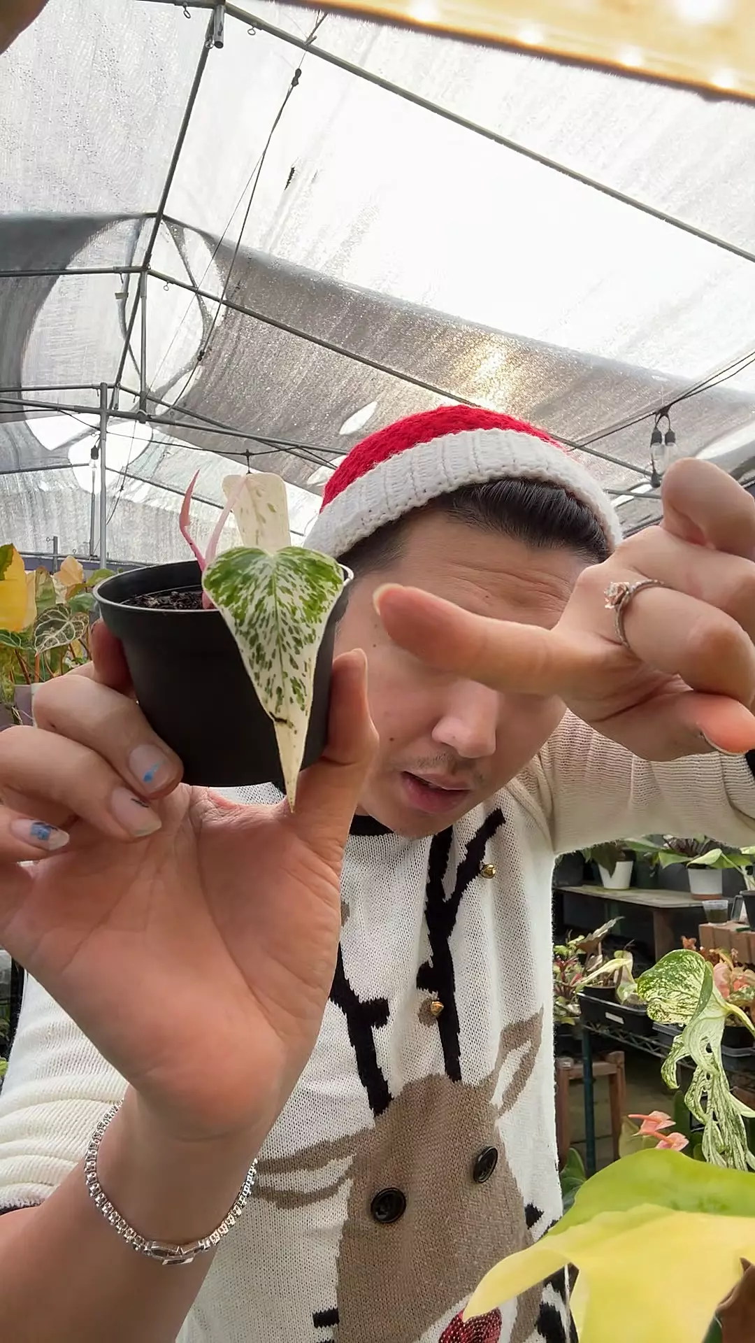 plant/Var Subsignatum 5959-0