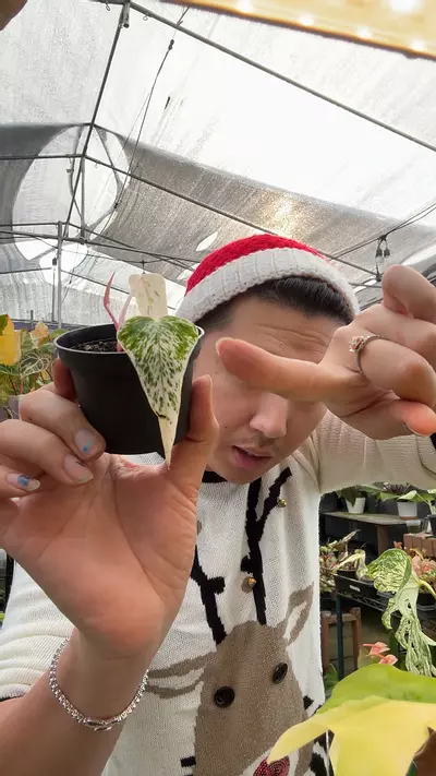 plant/Var Subsignatum 5959-0-thumbnail