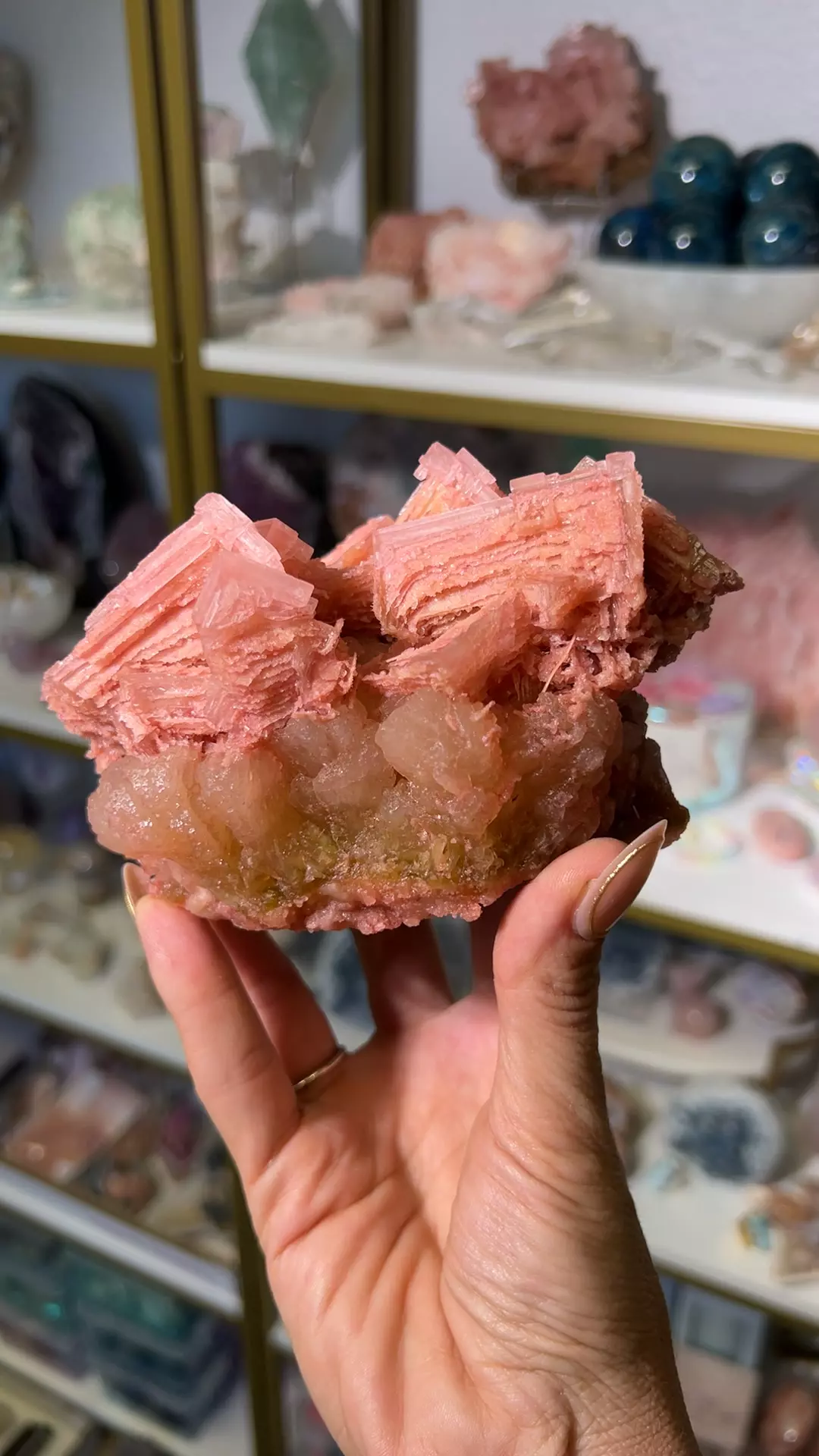 plant/2008 pink highlight skeletal-0