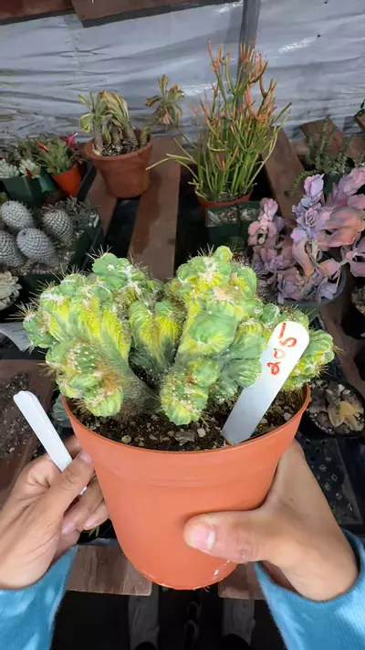 plant/cereus forbesii var monstrose-0-thumbnail