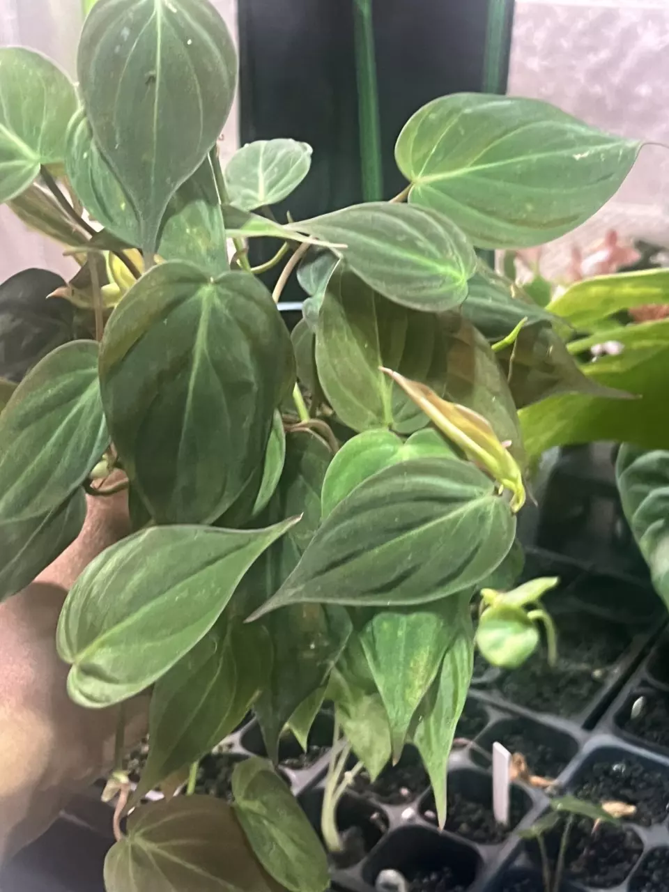 plant/philodendron micans-0