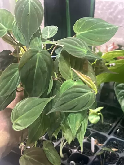 plant/philodendron micans-0-thumbnail