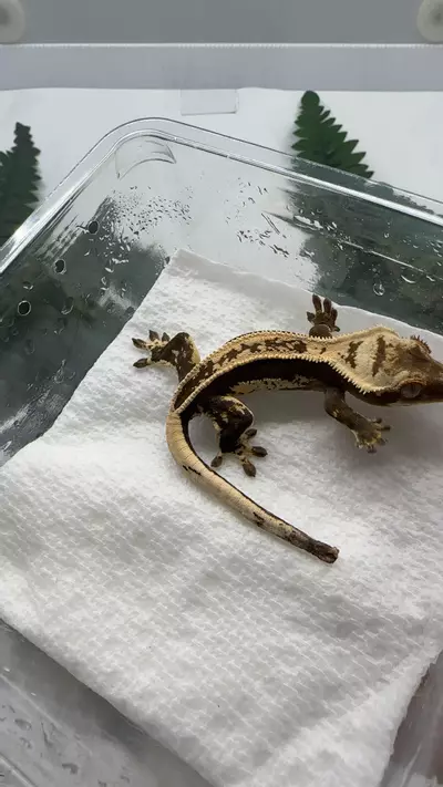 plant/olive x2.  male-0-thumbnail