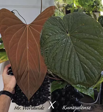 plant/🦇FLAT BUNDLE🦇-0-thumbnail