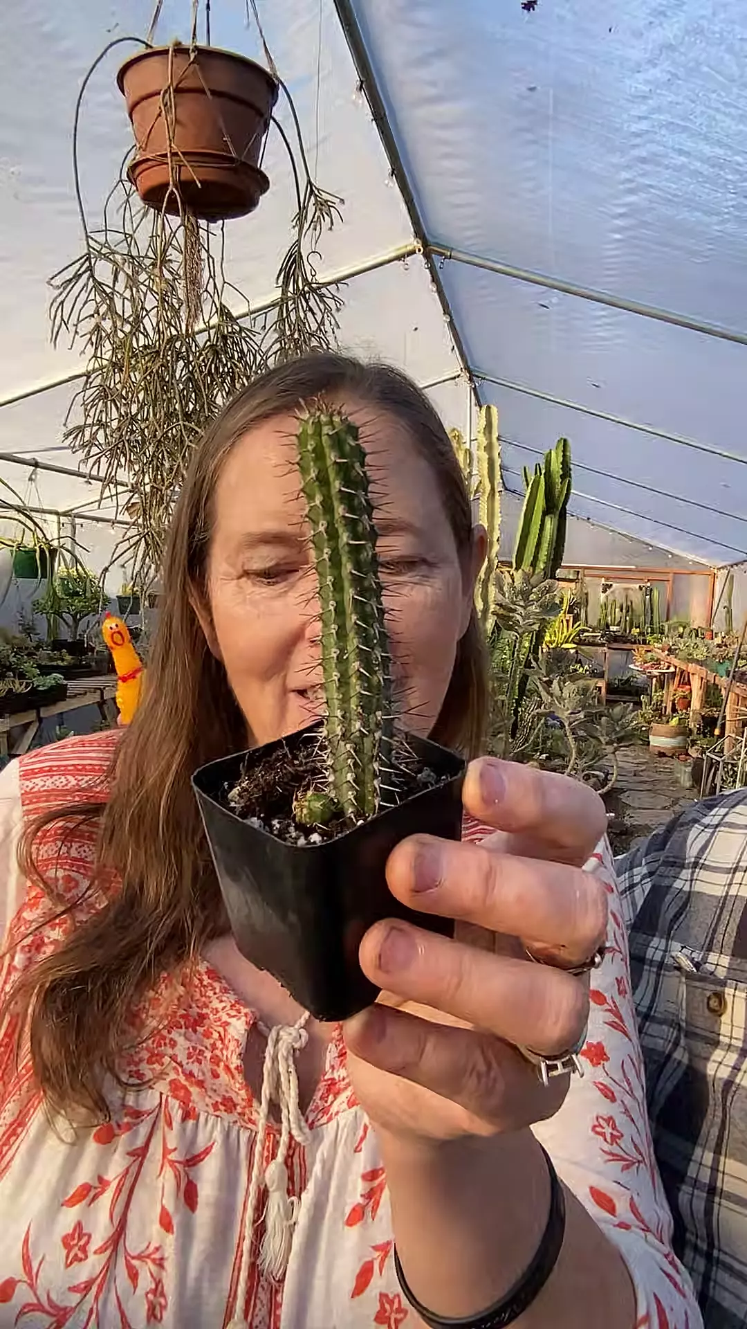 plant/Euphorbia Baioensis 2”-0