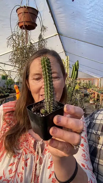 plant/Euphorbia Baioensis 2”-0-thumbnail