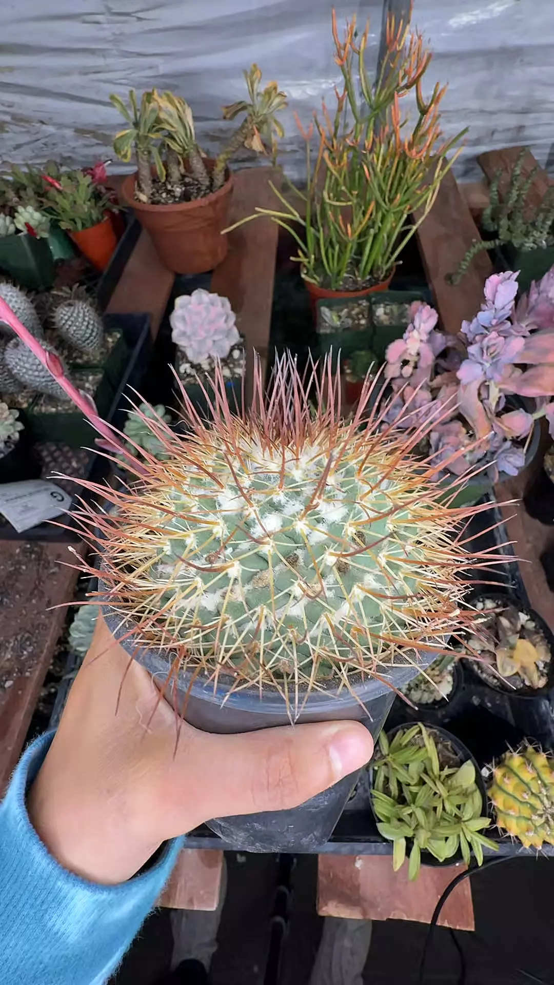 plant/Mammillaria-0