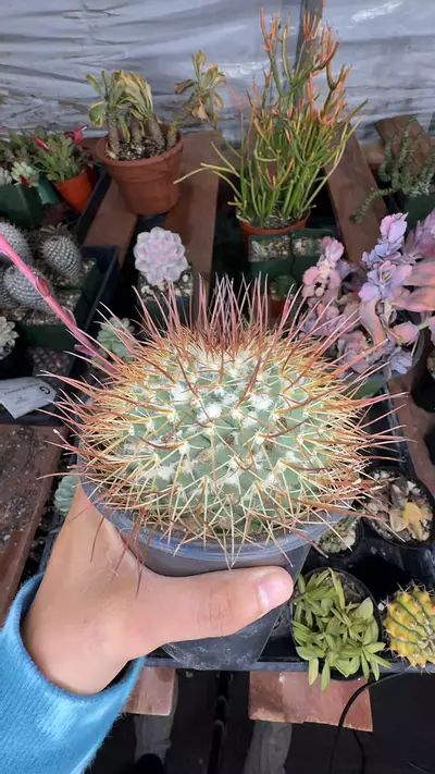 plant/Mammillaria-0-thumbnail
