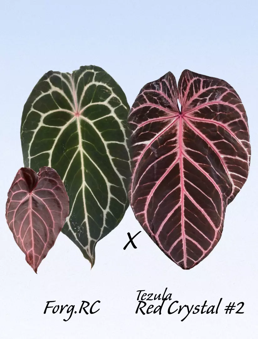 plant/🪙SILVER BUNDLE🪙-2