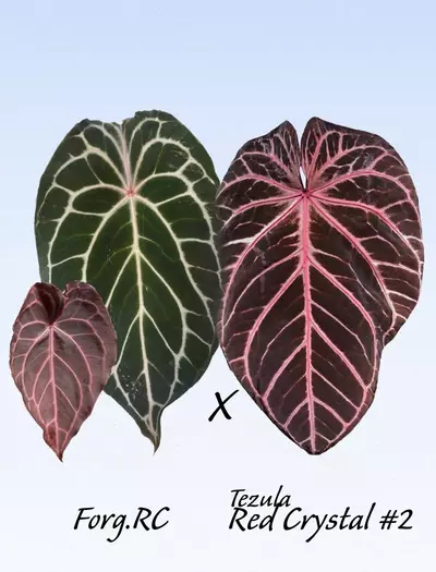 plant/🪙SILVER BUNDLE🪙-2-thumbnail