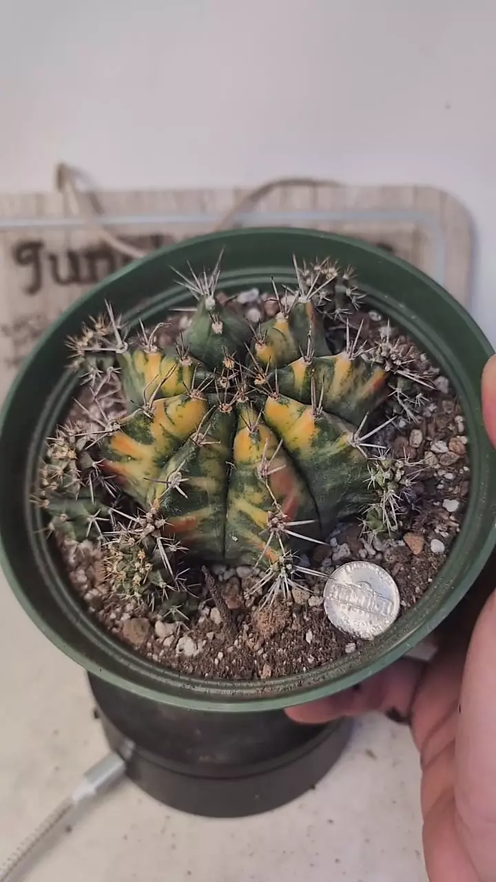 plant/j161 big vari gymno with pups, 6" pot-0