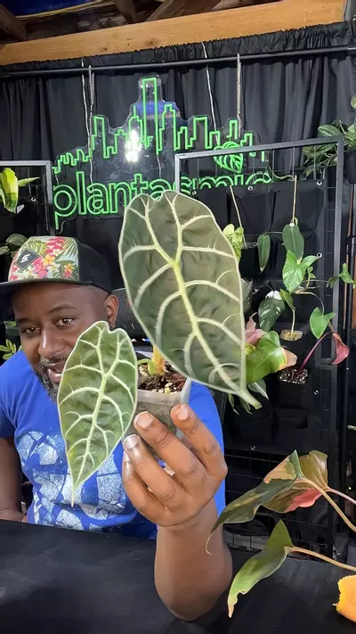 plant/Alocasia Watsonia-0-thumbnail