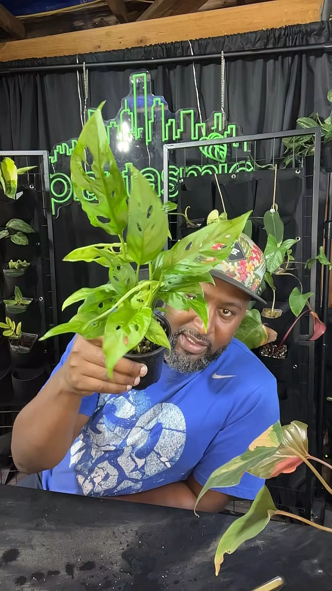 plant/monstera adansonii-0