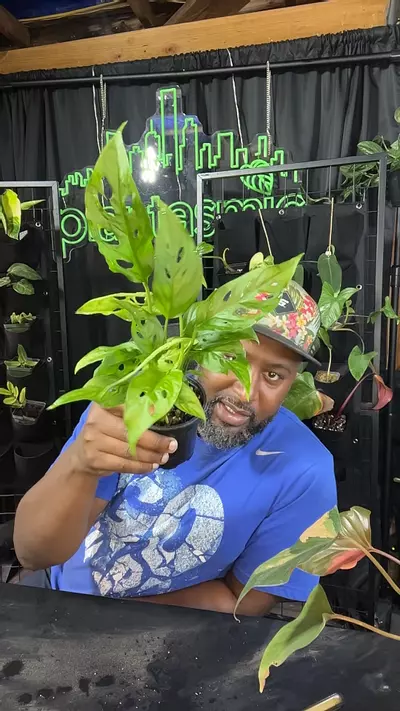 plant/monstera adansonii-0-thumbnail