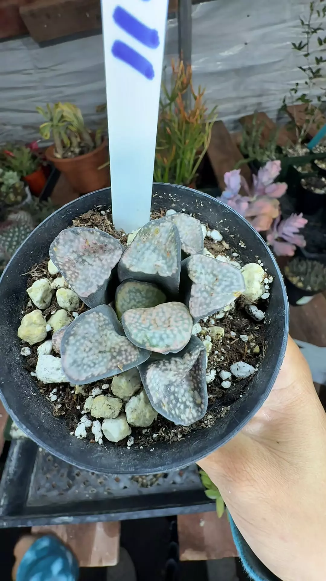 plant/Haworthia groenewaldii-0