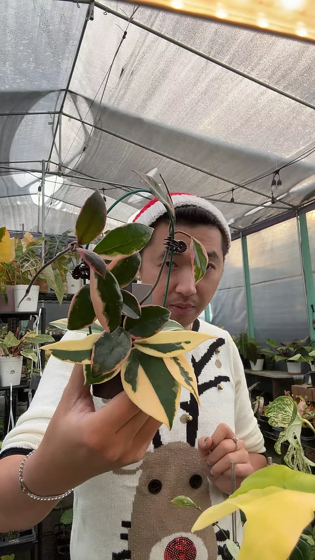 plant/Hoya purple pride (Flamingo) 5965-0