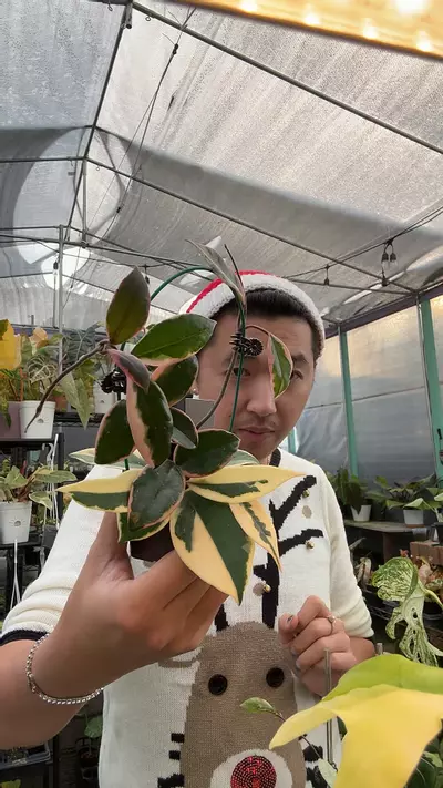 plant/Hoya purple pride (Flamingo) 5965-0-thumbnail