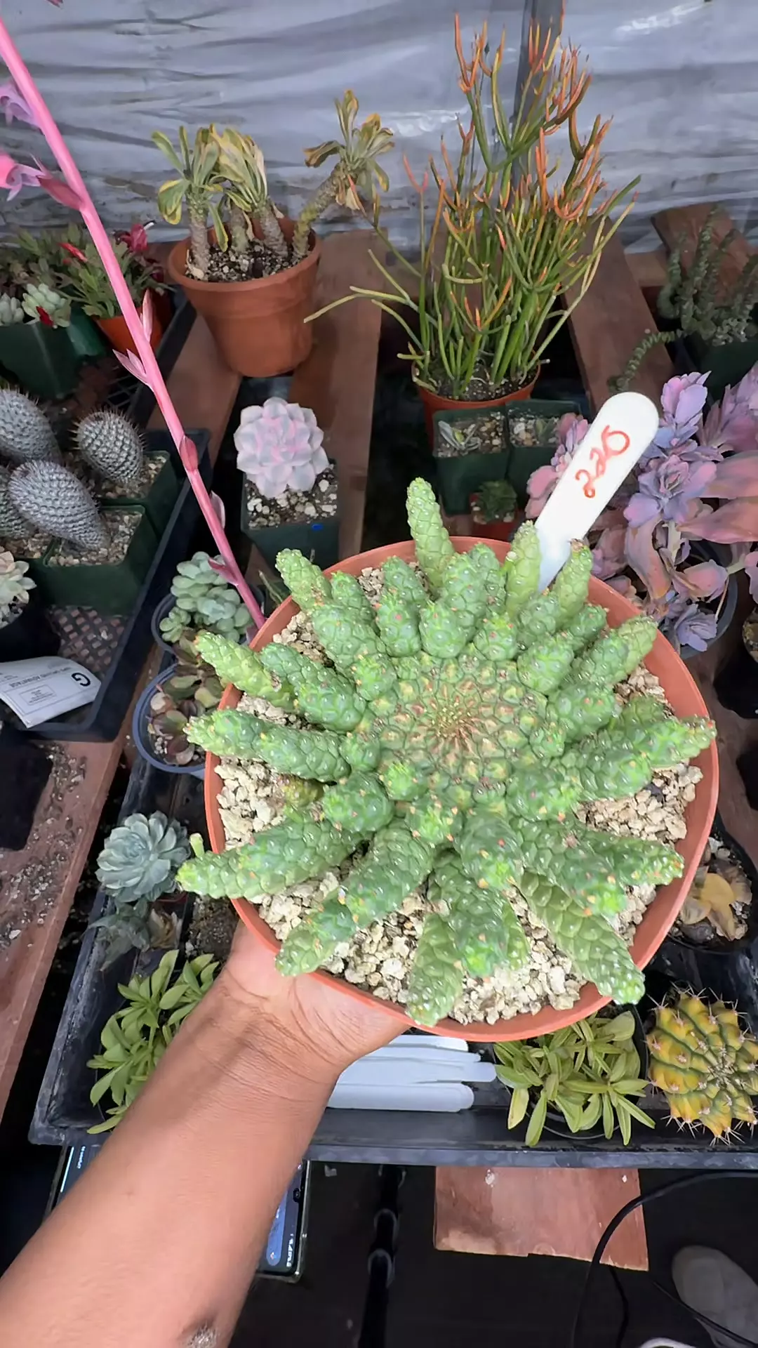 plant/euphorbia meduzoid-0