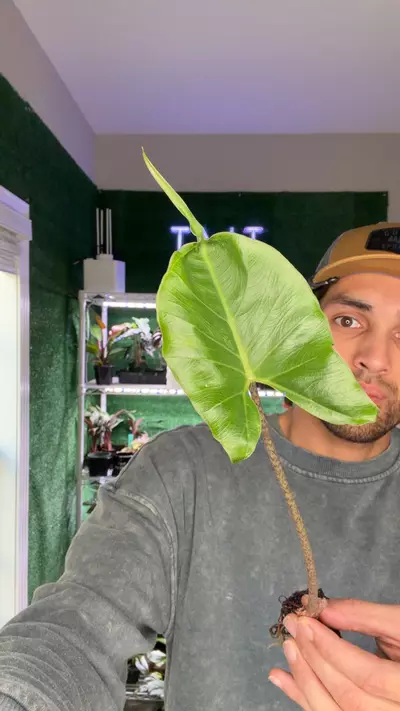 plant/hydro grown stingray 1 leaf-0-thumbnail