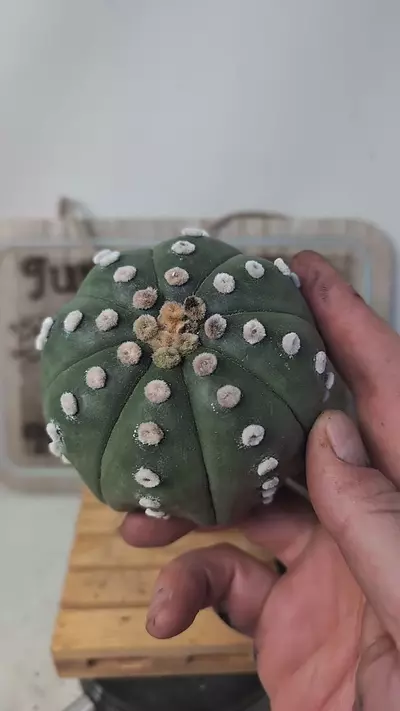 plant/j152 big Astro asterias ooibo 3.5" wide plant, roots trimmed-0-thumbnail