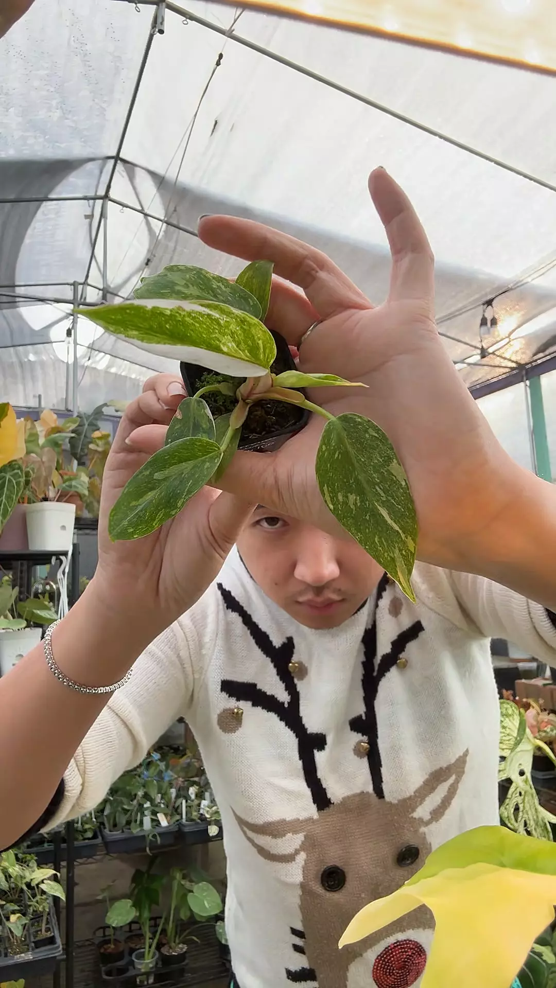 plant/8232 White Princess Quad-0